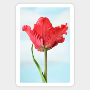 Tulipa  &#39;Garden Fire&#39;   Parrot Tulip Sticker